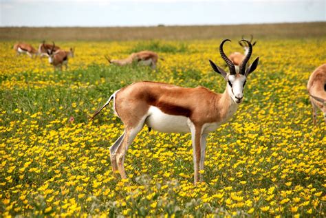 Antelope In Flower Field 4k Ultra Fond Décran Hd Arrière Plan