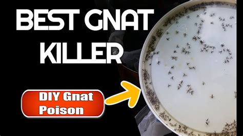 Best Gnat Killer How To Get Rid Of Gnats And Fruit Flies Youtube