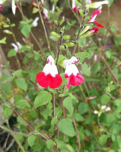Salvia Microphylla Hot Lips Salvia Microphylla Hot Lips Picturethis