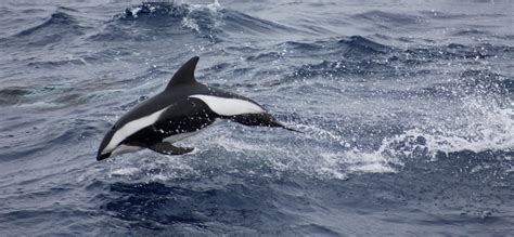 Hourglass Dolphin Whale And Dolphin Conservation Australia