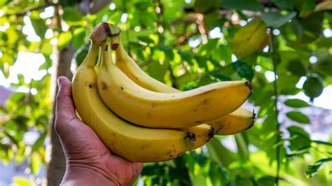 هل الموز يزيد الوزن