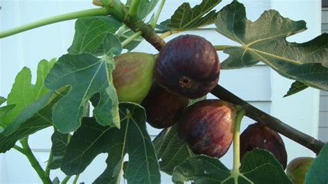 Growing Fig Trees In The South Youtube