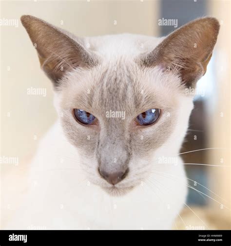Adult Lilac Point Siamese Cat In Hanging Bed Stock Photo Alamy