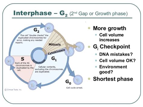 What Does The G2 Phase Of Interphase Look Like