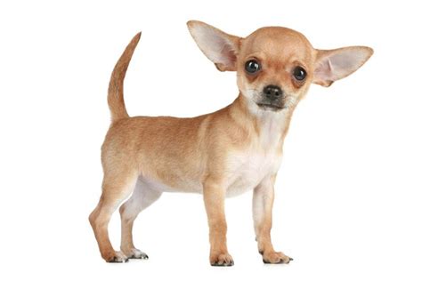 Chihuahua8 Chihuahua Dog Breeds