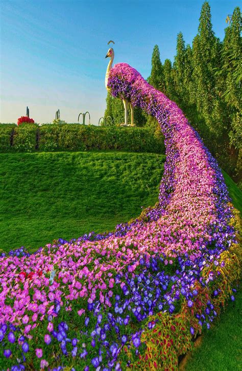 As of august 2009, dubai duty free was the biggest single airport retail operation in the world ahead of london's heathrow and seoul's incheon airports. Opening Of Dubai Miracle Garden 2019 - Qut Blog