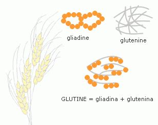 Più specificamente, costituisce la maggior parte delle sue proteine. cos'è il glutine, in quali alimenti si trova e a cosa serve