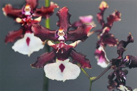 Maybe you would like to learn more about one of these? Hawaiian Sherry Baby Oncidium Orchid plants from ...