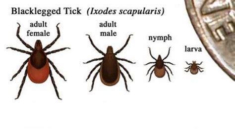 Ticks Are Active Take Precautions To Prevent Lyme Disease