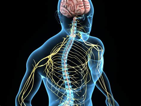 El Sistema Nervioso Autónomo — Mejor Con Salud