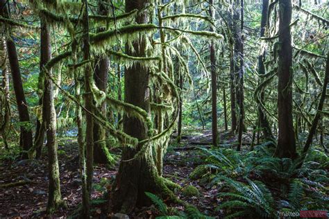 Rainforest Vancouver British Columbia Canada Royalty Free Image