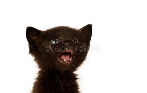 Cute Little Black Cat Stock Photo Image Of Nature Adorable 71231202