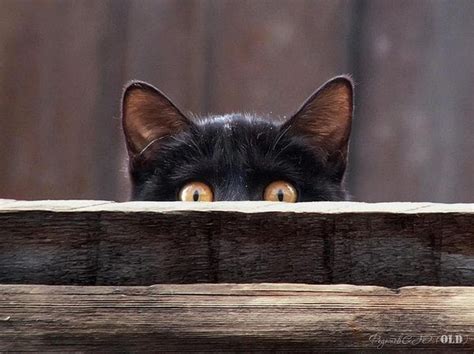 Cat Peeking Raww
