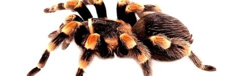 Tarantula Spider Facts And Information