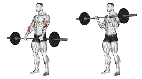 5 Best Forearm Workouts And Exercises For Men The Trend Spotter
