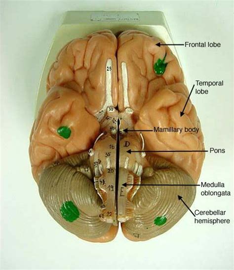 Braininferiorlabel 480×553 Pixels Anatomy Models Labeled Brain