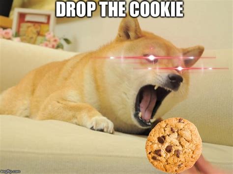 When A Doge Wants Your Cookie Imgflip