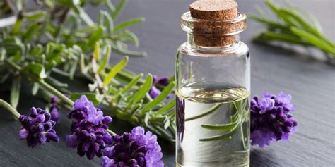 8 lavender oil benefits and uses backed by science