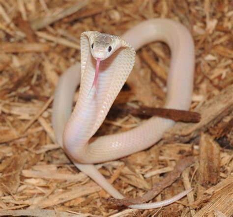 Monocled Cobra Naja Kaouthia Deadly Animals Melanistic Animals