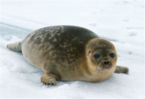 Ringed Seal Natural History On The Net