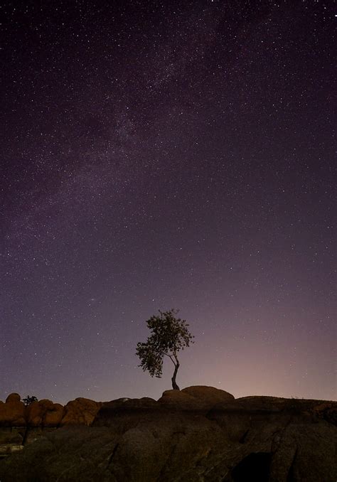 Tree Space Starry Sky Hd Phone Wallpaper Peakpx