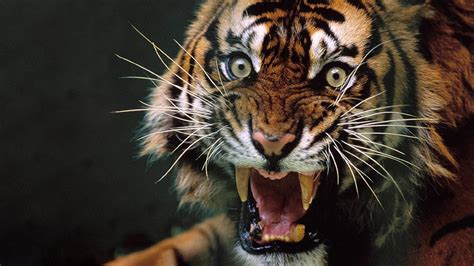 All of the tiger wallpapers bellow have a minimum hd resolution (or 1920x1080 for the tech guys) and are easily downloadable by clicking the image and saving it. Angry Tiger Wallpapers - Wallpaper Cave