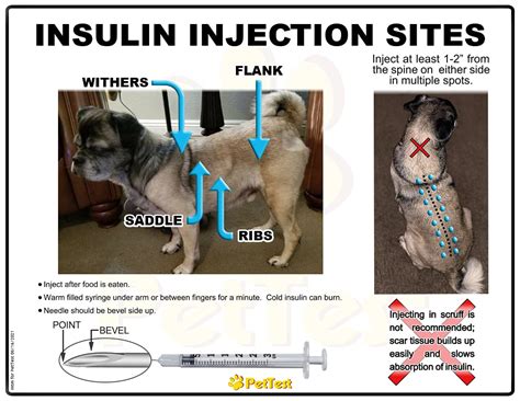 Buy Coolshot Pre Injection Numbing Device For Diabetic Pets Prevent