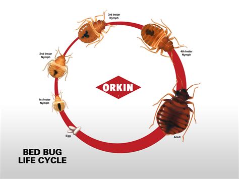 Orkin Bed Bug Pest Phobia