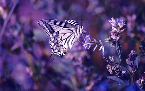 Witte Bloemen En Paarse Vlinders Mooie Achtergronden Achtergronden My