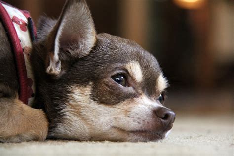 Chihuahua Dog Puppy Free Photo On Pixabay Pixabay