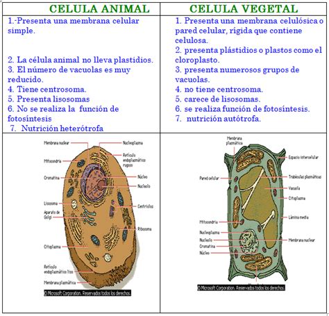 Cuadro Comparativo Diferencias Entre La Celula Animal Y Vegetal