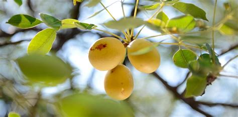 Guide Grow Your Own Marula Tree From Seed South Coast Herald