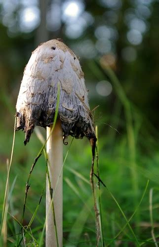 Tall Mushroom ~bella189 Flickr