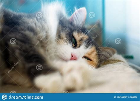 Young Domestic Tabby Cat Enjoying What Cats Do Best Relaxes And Sleeps On The Couch Stock