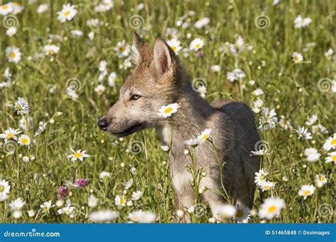 Wolf Pup In Field Of Daisies Stock Photo Image Of Wolf Baby 51465848