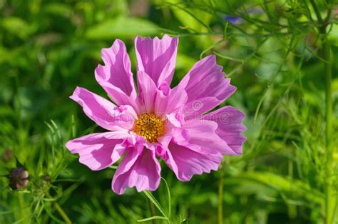 Pink Cosmos Flower Close Up Stock Image Image Of Background