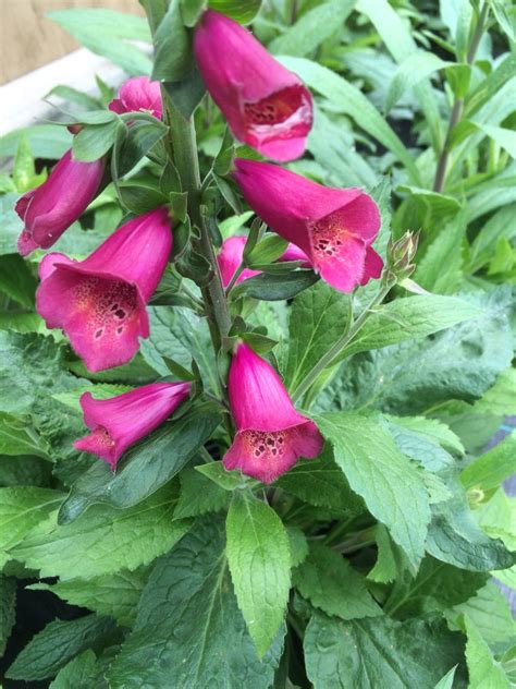 Perennials are flowers that rebloom every year such as iris, daylilies, or some perennials are treated as annuals, though. Foxglove | Ground cover, Perennials, Trees and shrubs