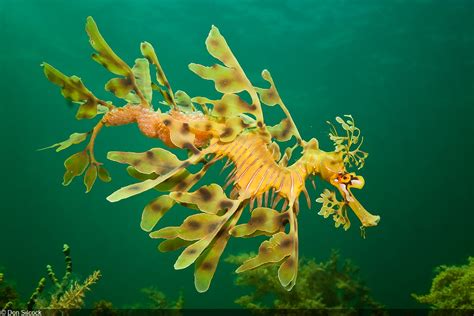 Photographing The Incredible Leafy Seadragon