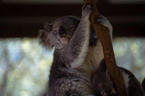 Funny Koala Bear Showing His Tongue Stock Image Image Of Closeup
