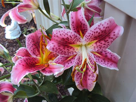 Stargazer Lily Stargazer Lily Stargazing Gardening Plants Lawn And