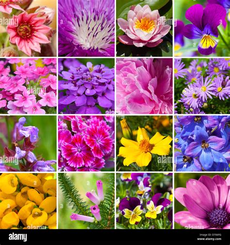 collage de diferentes tipos de flores fotografía de stock alamy