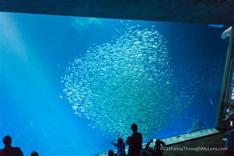 Monterey Bay Aquarium Un Monde Sous Marin Fascinant