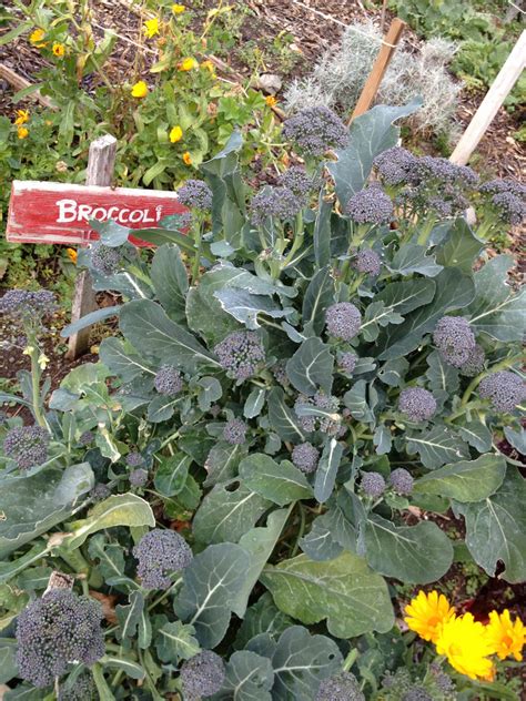 Information On Growing Broccoli Plants