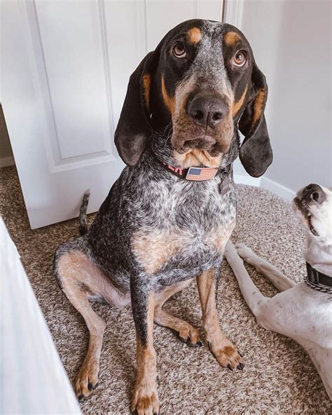 15 Amazing Facts About Coonhounds You Probably Never Knew Page 4 Of 5