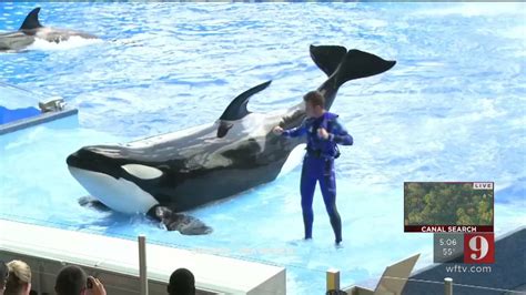 Kayla The Orca Dies At Seaworld Wftv