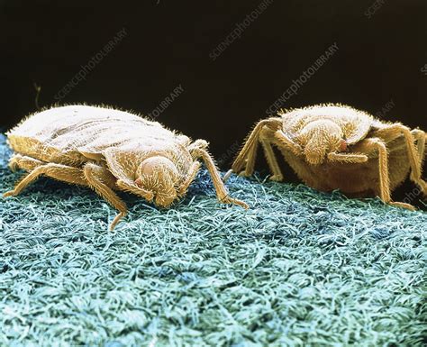 Sem Of Bed Bugs Crawling On Fabric Stock Image Z2850118 Science
