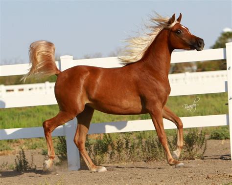 Top 19 Photos Of Arabian Horses Mostbeautifulthings H