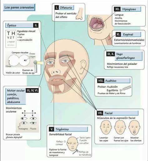 Evaluar Pares Craneales Pares Craneales Exploracion De Pares Craneales Auxiliar De Enfermeria