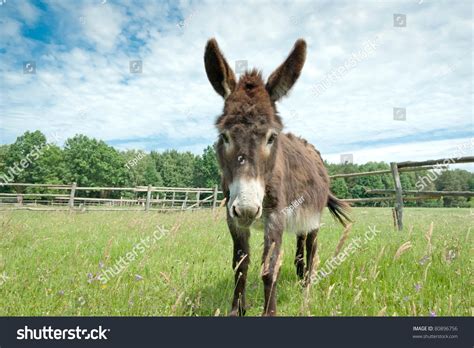Donkey In A Field In Sunny Day Animals Series Stock Photo 80896756