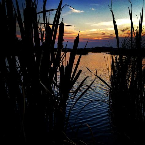 Sunset Over A Pond Through The Cattails Photography Nature Sunset